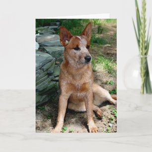 Cattle Dog Card