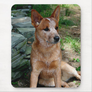 Cattle Dog Mouse Mat