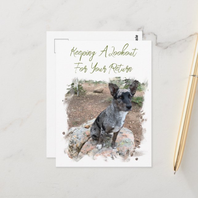 Cattle Dog Photo Placeholder Missing You Template Postcard (Front/Back In Situ)