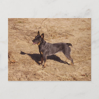 Cattle Dog Post Card