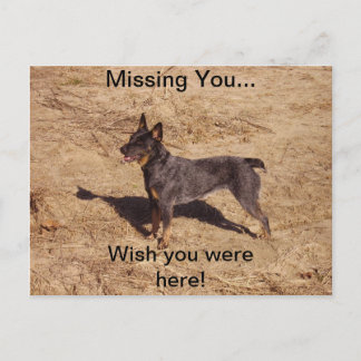 Cattle Dog Post Card