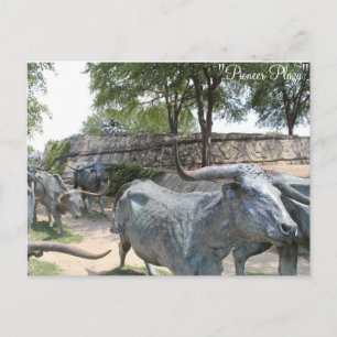 Cattle Drive # 10 Postcard