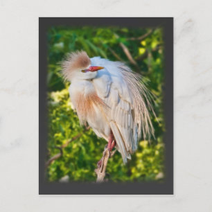 Cattle Egret Hanging On Postcard