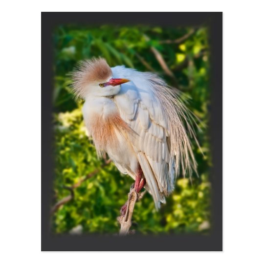 Cattle Egret Hanging On Postcard
