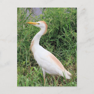 Cattle Egret Postcard