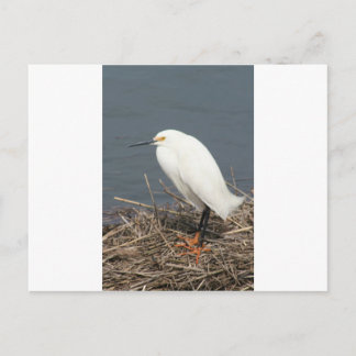 Cattle egret postcard