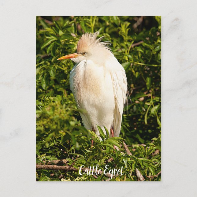 Cattle Egret Profile Postcard (Front)