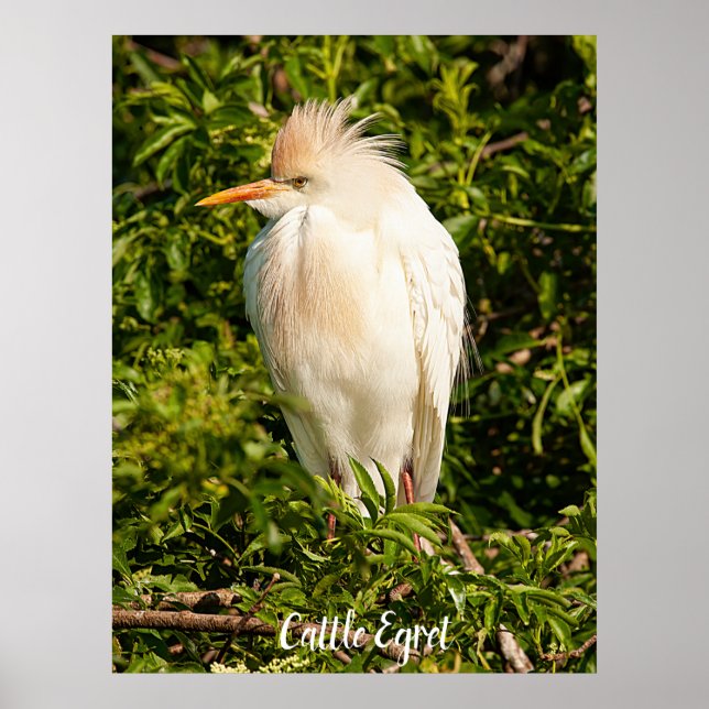 Cattle Egret Profile Poster (Front)