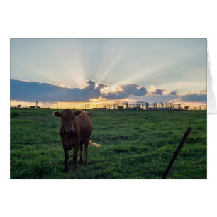 Cattle Farm Sunset