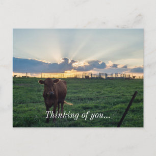 Cattle Farm Sunset Postcard