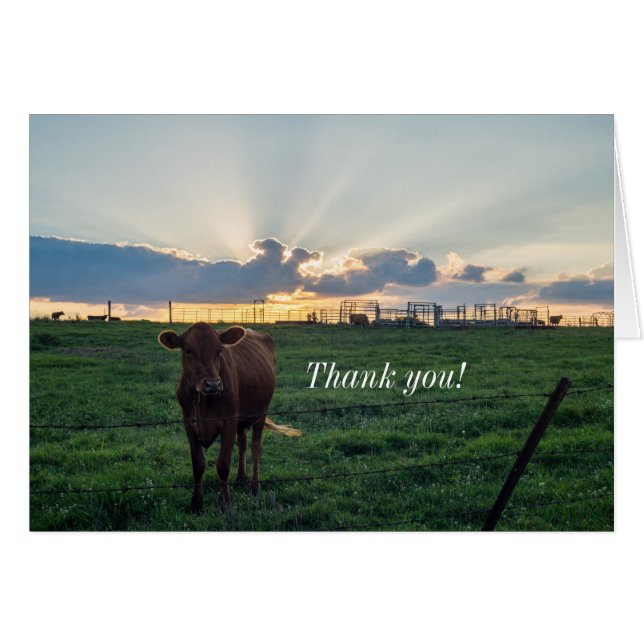 Cattle Farm Sunset Thank You Card (Front Horizontal)
