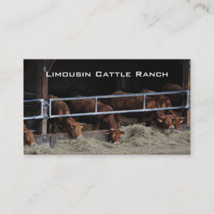 Cattle feeding in an open barn business card