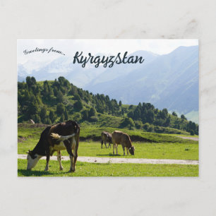 Cattle Grazing in a Meadow in Kyrgyzstan Postcard