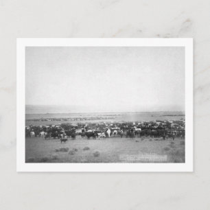 Cattle Herding in South Dakota Photograph Postcard