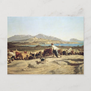 Cattle herding near Marseilles, 1853 (oil on canva Postcard