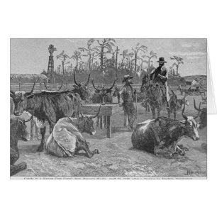 Cattle in a Kansas Corn Corral