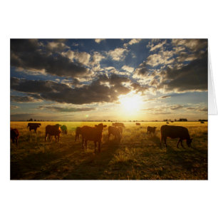 Cattle In Field, Sunset