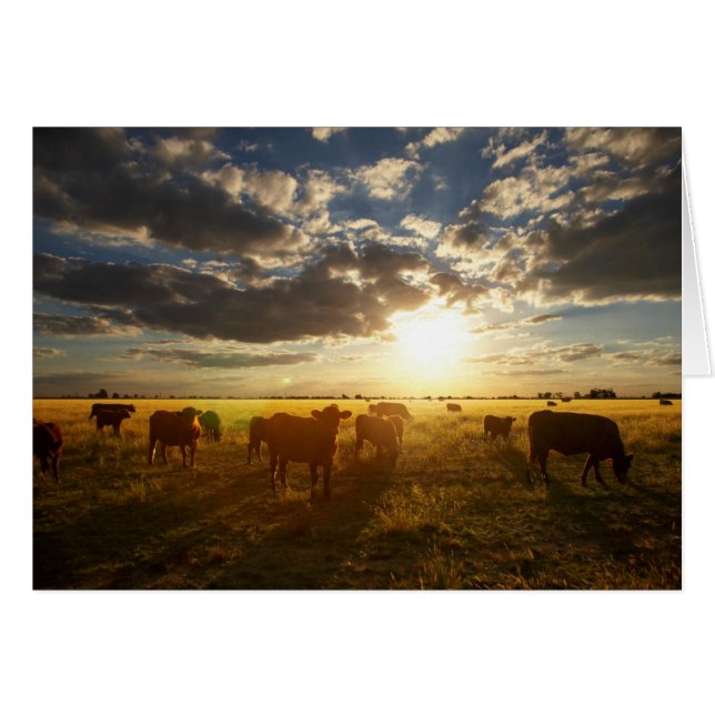 Cattle In Field, Sunset (Front Horizontal)