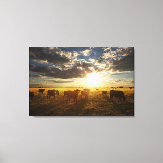 Cattle In Field, Sunset Canvas Print
