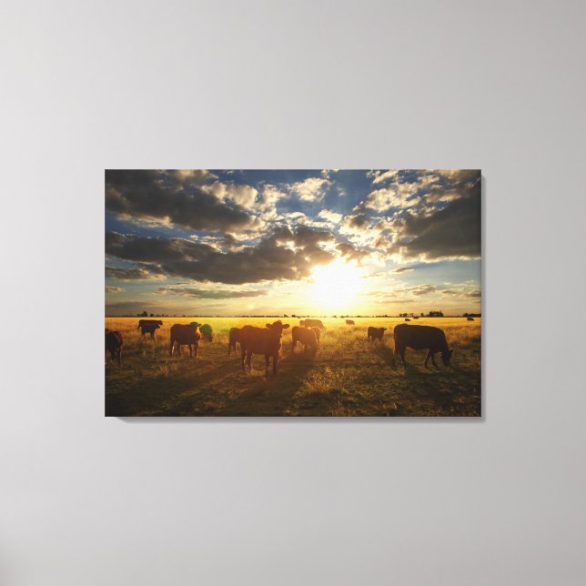 Cattle In Field, Sunset Canvas Print (Front)