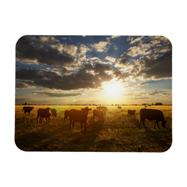 Cattle In Field, Sunset Magnet (Horizontal)