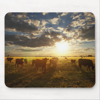 Cattle In Field, Sunset Mouse Mat