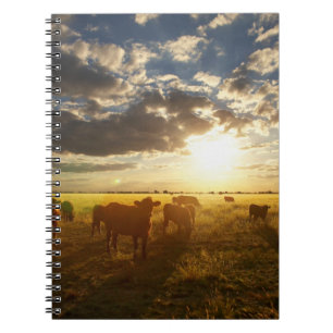 Cattle In Field, Sunset Notebook