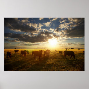 Cattle In Field, Sunset Poster