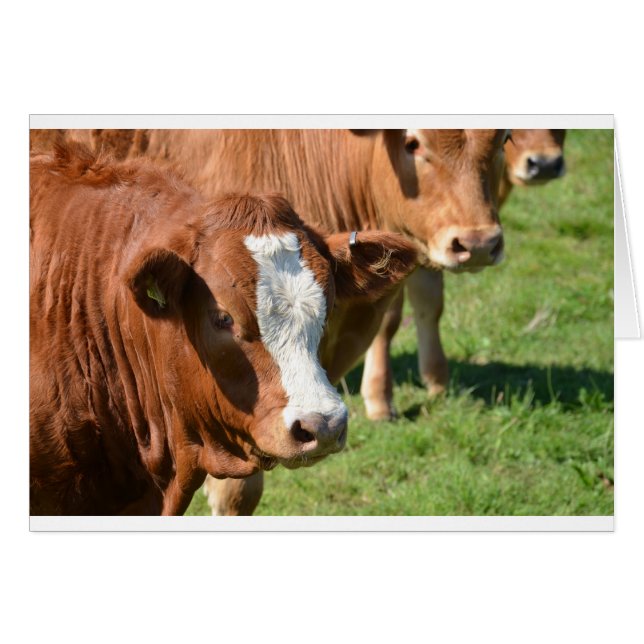 Cattle in the Isles of Scilly (Front Horizontal)