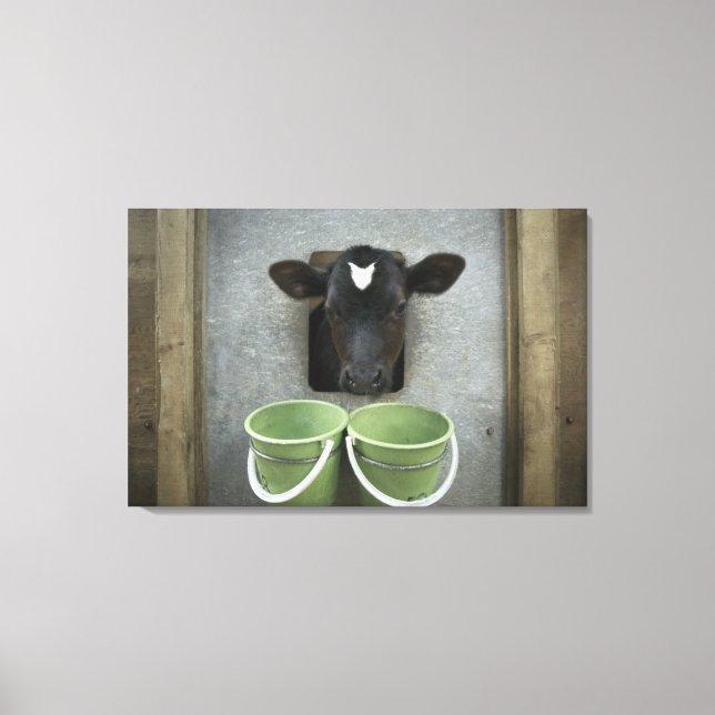 Cattle, Individual Pen Canvas Print (Front)