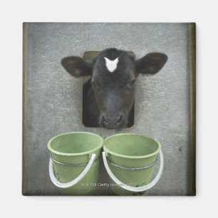 Cattle, Individual Pen Magnet