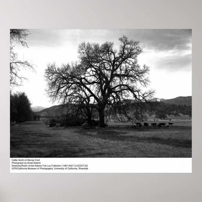 Cattle North of Stoney Ford by Ansel Adams Poster (Front)