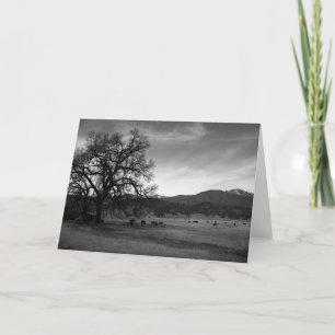 Cattle North of Stonyford, Colusa County, CA, 1966 Card