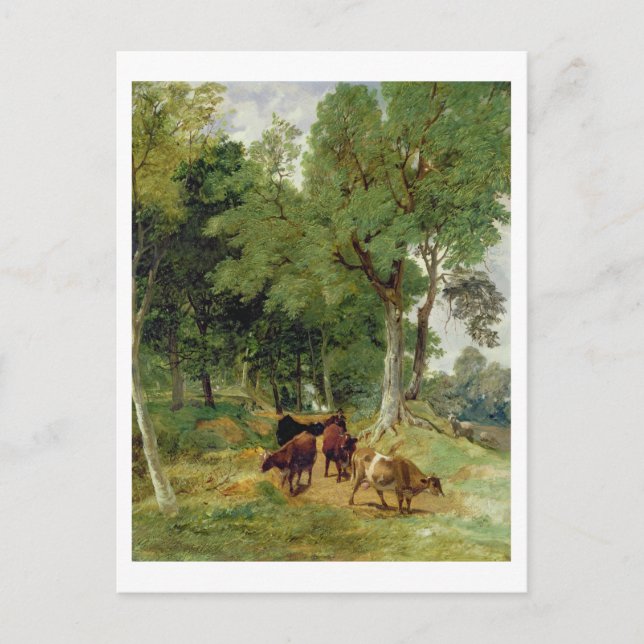 Cattle on a Devonshire Lane Postcard (Front)