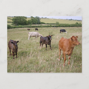 cattle postcard
