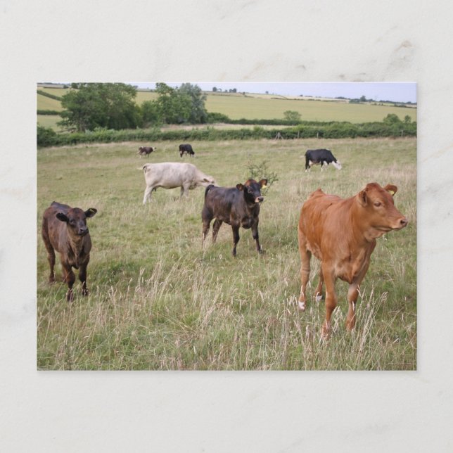 cattle postcard (Front)