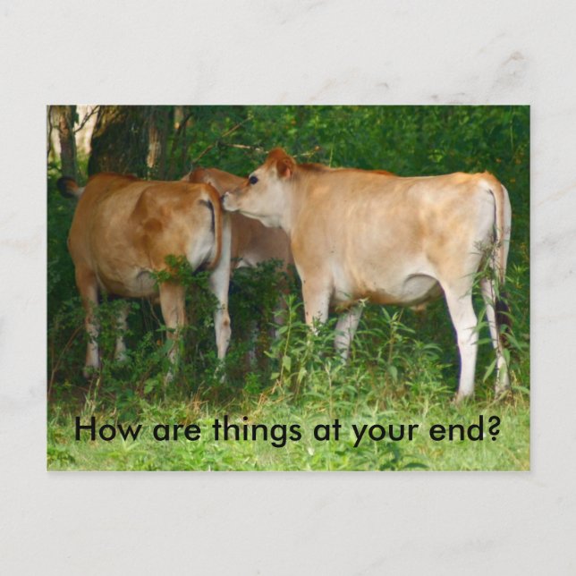 Cattle Postcard (Front)