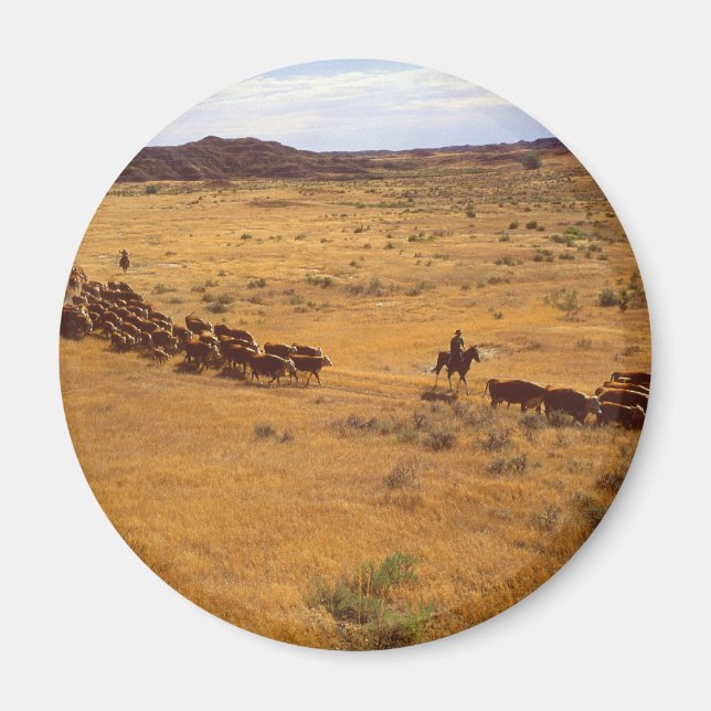 Cattle roundup magnet (Front)