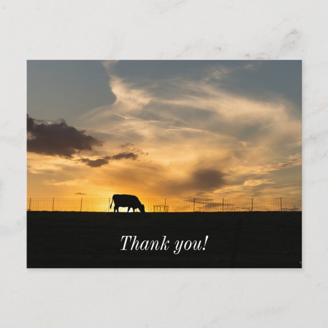 Cattle Sunset Silhouette Postcard (Front)