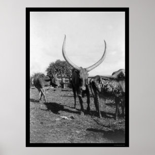 Cattle with Big Horns in Africa 1901 Poster