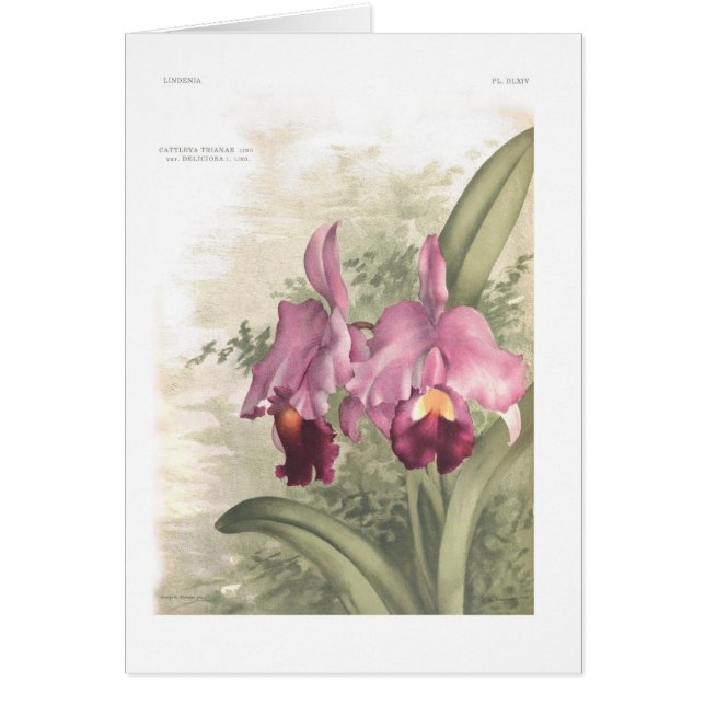 Cattleta trianae var deliciosa (Front)