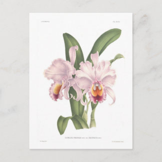 Cattleta trianae var exornata postcard