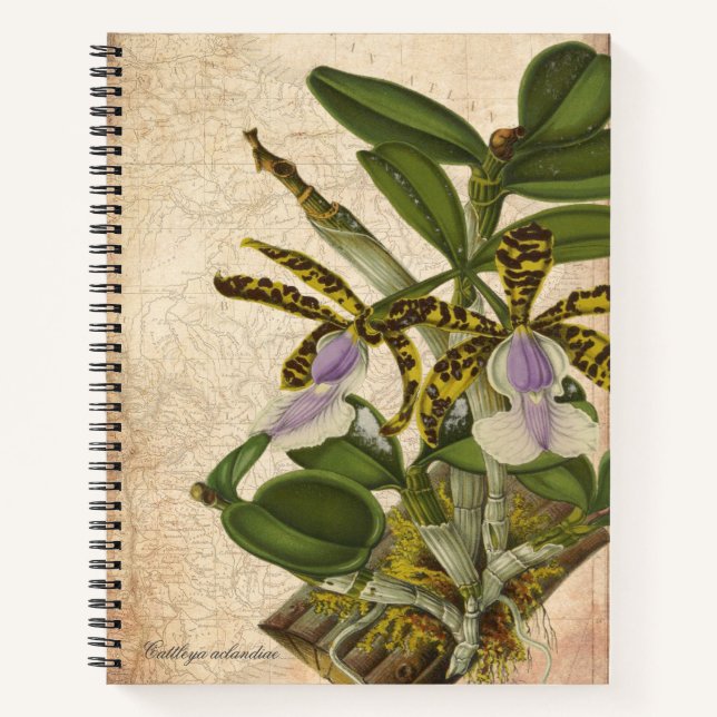 Cattleya Aclandiae Orchid Notebook - Chic  (Front)