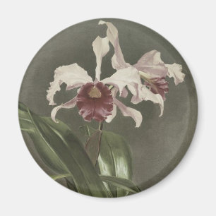 Cattleya Arnoldiana Orchid Magnet