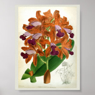 Cattleya Guttata Leopoldii Vintage Lindenia Orchid Poster