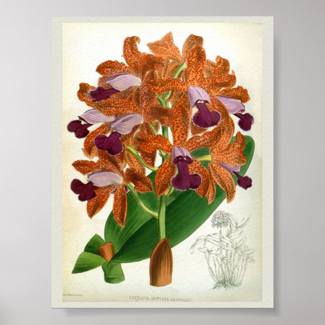Cattleya Guttata Leopoldii Vintage Lindenia Orchid Poster (Front)