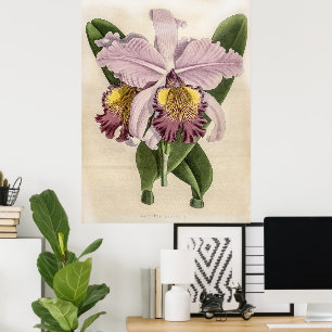 Cattleya Hardyana Orchid  Poster