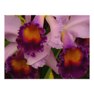 Cattleya Hybrid Orchid Framed Print
