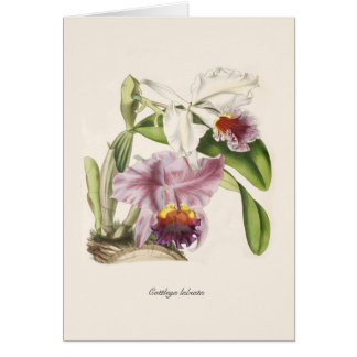 Cattleya labiata