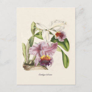 Cattleya labiata postcard